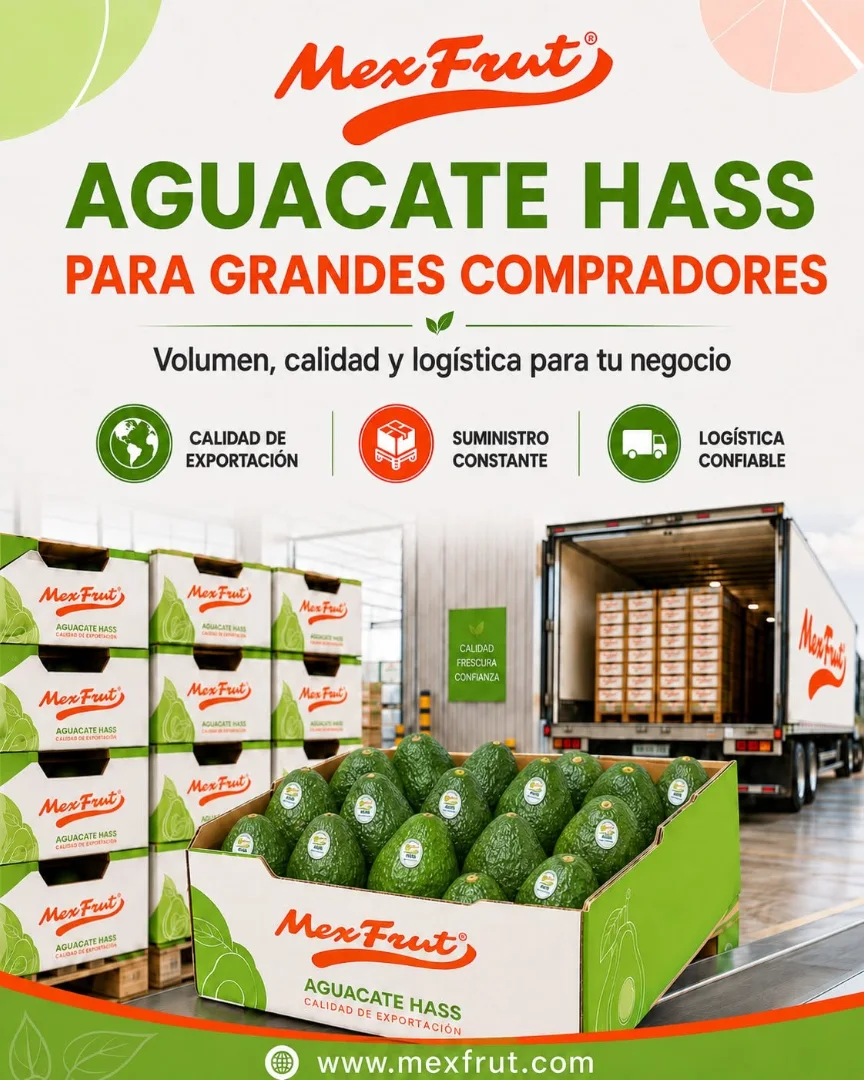 Pieza de redes: Aguacate Hass para grandes compradores