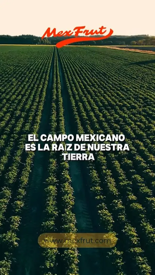 Video con IA para Mexfrut: aguacate para grandes compradores
